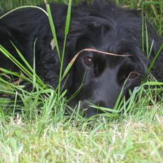 Cocker spaniel Trold