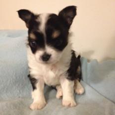 Chihuahua Farnholdtgård's Aslan