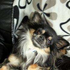 Chihuahua Chihuahua Odo of Blue Diamonts ~Odo~