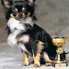 Chihuahua Chihuahua Odo of Blue Diamonts ~Odo~