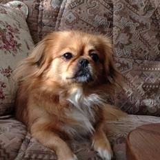 Blanding af racer Tulle