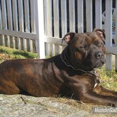 Staffordshire bull terrier Argo