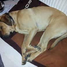 Blanding af racer Basco