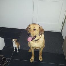 Blanding af racer Basco