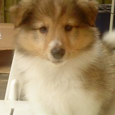 Shetland sheepdog Lillebror