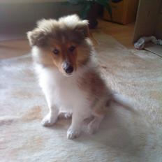 Shetland sheepdog Lillebror