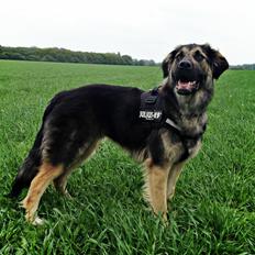 Blanding af racer Bastian