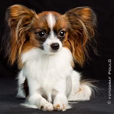 Papillon NA's Molly