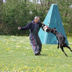 Dobermann Dobergaarden F. Diesel