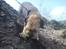 Border terrier Gizmo