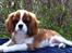 Cavalier king charles spaniel Murnley´s Bijou Avenue - Bijou - Bijou 4 måneder (29/4-12)