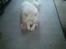 Blanding af racer Simba/simmergøj *RIP 26/6-2012* - Min bamse!!! 
