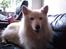 Blanding af racer Simba/simmergøj *RIP 26/6-2012*