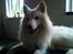 Blanding af racer Simba/simmergøj *RIP 26/6-2012*