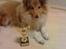 Shetland sheepdog Watson *Firehøje's Fancy Twix* - meen .. da jeg blev lidt ældre, og vi begyndte til træning, vandt jeg min første pokal. 