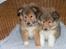 Shetland sheepdog Watson *Firehøje's Fancy Twix* - Det første billede mor så af mig, og ja hvad skal jeg sige? der var ingen tvivl ..