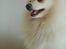 Blanding af racer Amaiya <3 Himmelhund <3