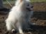 Blanding af racer Amaiya <3 Himmelhund <3