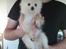 Blanding af racer Amaiya <3 Himmelhund <3