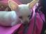 Chihuahua Simon