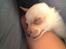 Chihuahua Simon