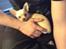 Chihuahua Simon
