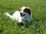 Kooikerhondje Kooijoy Garlic - Garlic 1/5-2012