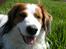 Kooikerhondje Kooijoy Garlic - 7 år er da ingen alder :-)