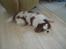 Cavalier king charles spaniel Felix - :-) Felix (-:
