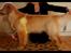 Golden retriever Leongolden a little bit of Heaven - ANGEL SL og 3.vinder i hvalpeklasse i Vonge 28-04-2012 (DRK)