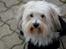 Coton de tulear Sara - Aktiv Hundeskole DAL 1 
22.april 2012
Foto: NKB