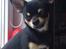 Chihuahua Tino - Min lille charmetrold💙
