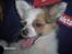 Blanding af racer Snoopy - Samme her 