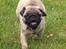 Mops Lara - Smiiil til fotografen!