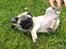 Mops Lara
