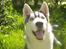 Siberian husky Shiro