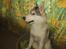 Siberian husky Shiro