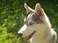 Siberian husky Shiro
