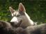 Siberian husky Shiro