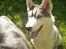 Siberian husky Shiro