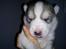 Siberian husky Shiro