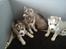 Siberian husky Shiro - Shiro sammen med hans skønne søskende :)