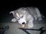 Siberian husky Shiro