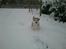 Siberian husky Shiro