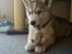 Siberian husky Shiro