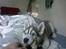 Siberian husky Shiro