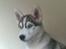 Siberian husky Shiro