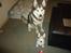 Siberian husky Shiro - Shiro og hans "storebror" Deamon