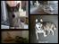 Siberian husky Shiro - Shiro dejlige mor og far :) 