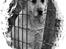 Blanding af racer Nanny B. - Nanny B. i det private shelter, Glina, i Bucharest, Rumænien